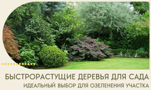 Быстрорастущие деревья для сада идеальный выбор в Кизилюрте