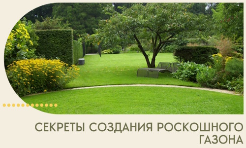 Секреты создания роскошного газона в Кизилюрте